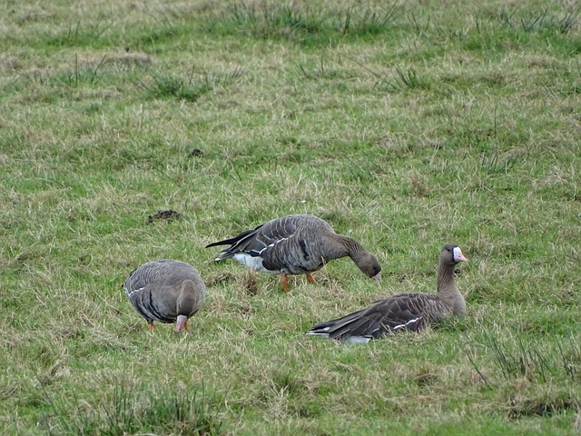 5个冠军的 5个冠军的