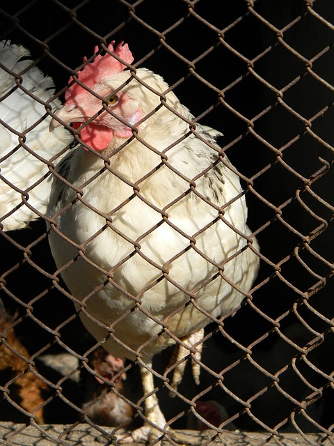 忠诚度提升 忠诚度提升